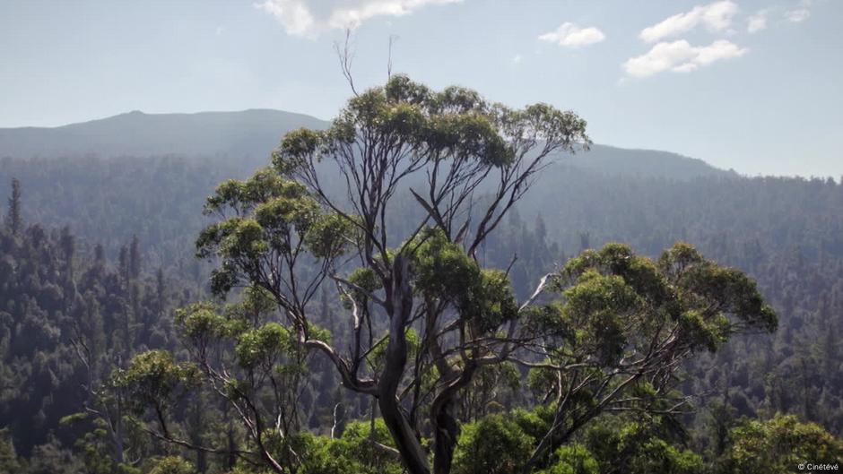 Australia’s Towering Eucalyptus Trees – DW – 05/20/2025