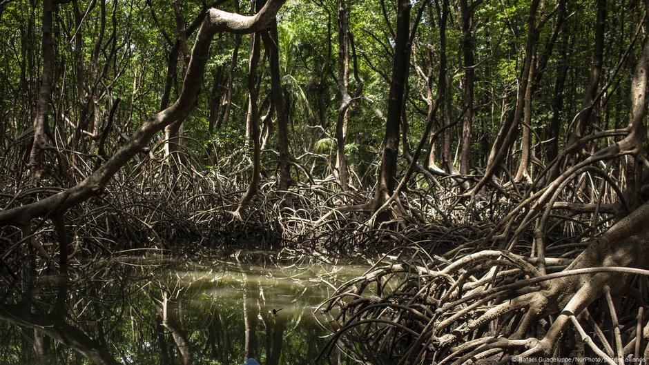 Biodiversidad amazónica, un escudo frente a enfermedades