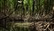 Una imagen de un río y árboles en el Amazonas.
Una imagen de un río y árboles en el Amazonas.