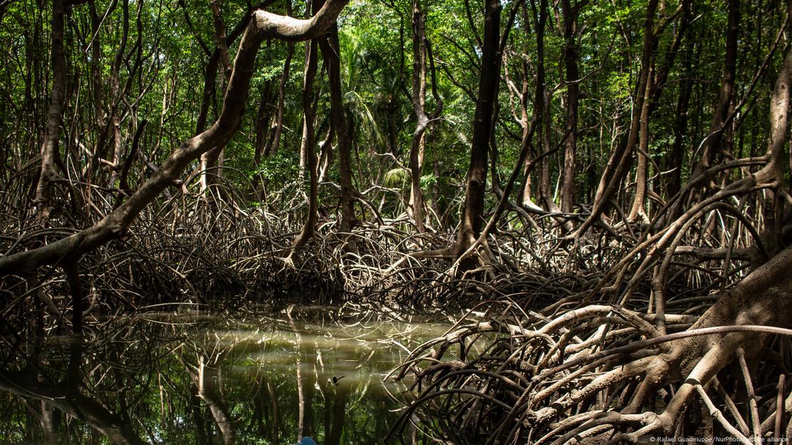 Isla de Marajó, Brasil 2024 | El área de manglares más grande del mundo, en el Delta del Amazonas.