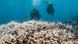Australia Mwamba wa Ningaloo 2025 | Upaukaji wa matumbawe waonya wanasayansi wa bahari. Australia Mwamba wa Ningaloo 2025 | Upaukaji wa matumbawe waonya wanasayansi wa bahari.