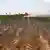 A tractor plants soy in a field in Balfour, South Africa