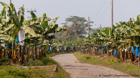 Der Bananenproduzent Chiquita hat in Panama Massenentlassungen von streikenden Mitarbeitenden angekündigt. (Archivbild)