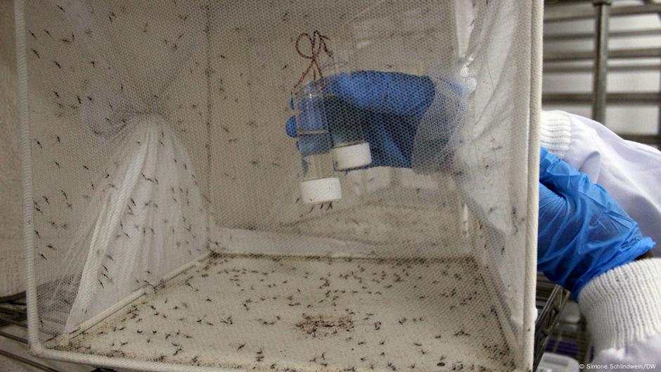 Neue-Hoffnung-Uganda-bek-mpft-Malaria-mit-genmanipulierten-M-cken