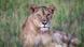 A photo of an African lion in Tanzania on January 13, 2025 A photo of an African lion in Tanzania on January 13, 2025