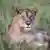 A photo of an African lion in Tanzania on January 13, 2025