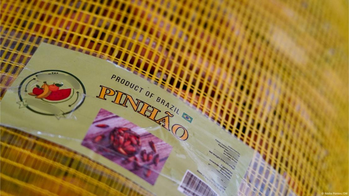Pinhão para exportação com o selo "Product of Brazil". Pinhão para exportação com o selo "Product of Brazil".