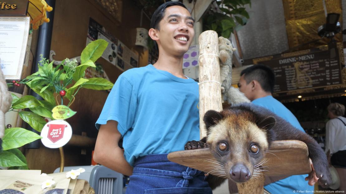 Vendedor indonésio de kopi luwak ri, com civeta em primeiro plano
