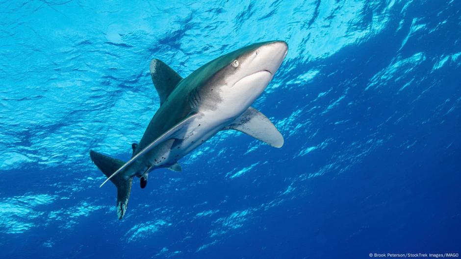 Më shumë se 1 000 fuçi me mbetje bërthamore në Atlantik