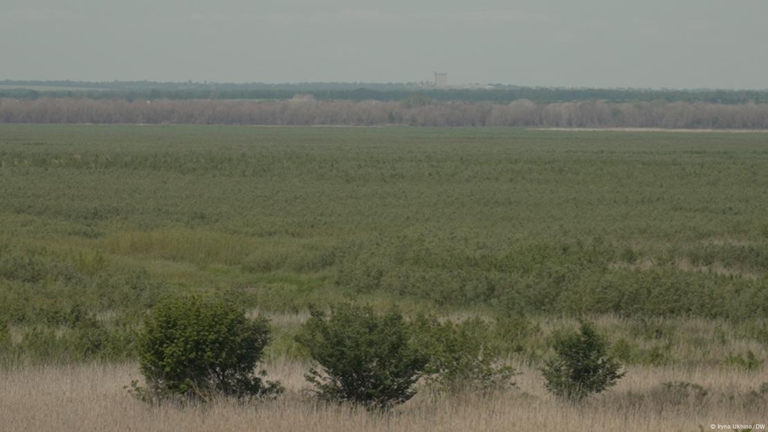На бывшем дне Каховского водохранилища теперь густой лес