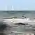 Großbritannien Norfolk 2016 | Gestrandeter Pottwal am Hunstanton Strand bei Flut - eine Walflosse ragt aus dem Wasser, im Hintergrund Windräder