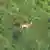El lechwe de Upemba se detuvo brevemente durante el reconocimiento aéreo, permitiendo captar la primera fotografía publicada científicamente de este raro antílope en peligro crítico.