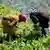 Girls picking chards in a field