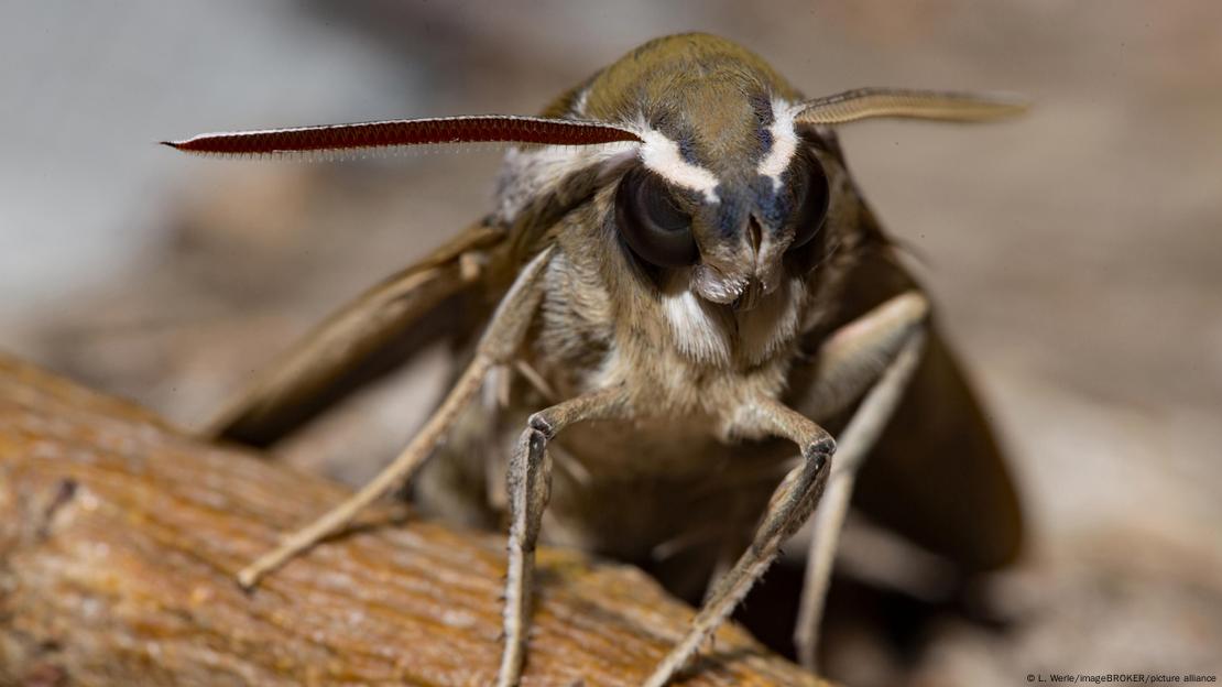 Imagen ampliada de una polilla, Hyles livornica. Imagen ampliada de una polilla, Hyles livornica.