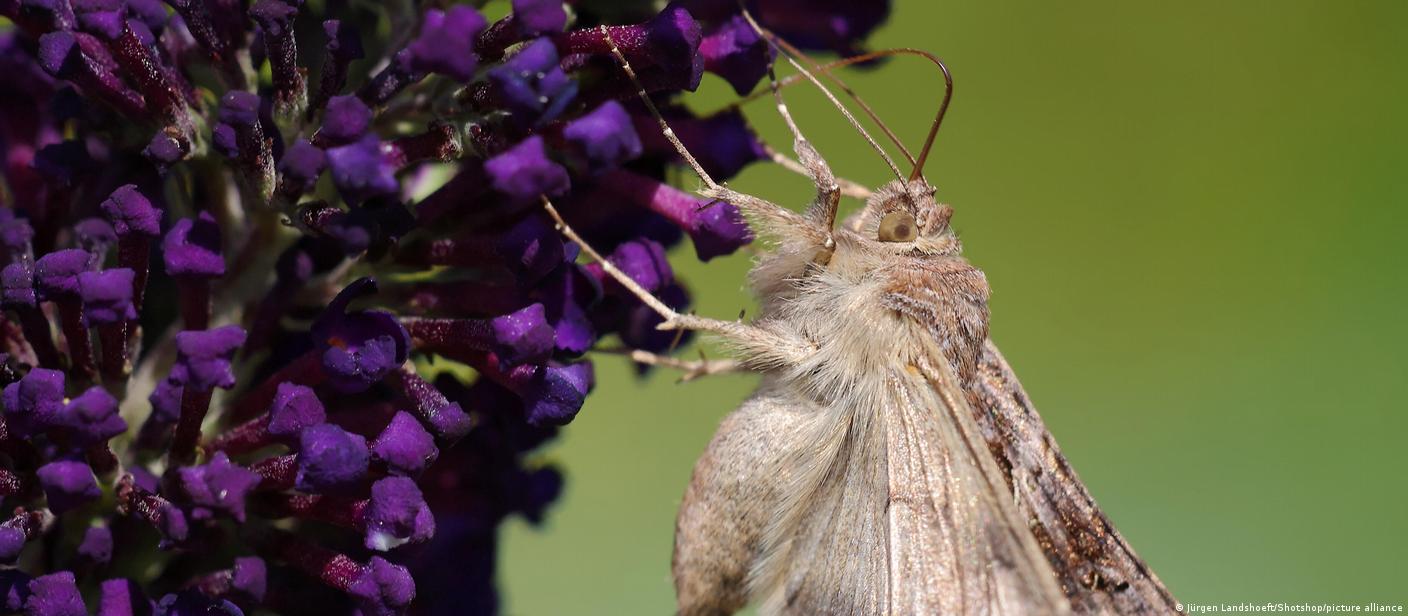 Así es la plaga de polillas gigantes que afecta a España – DW – 13/06/2025