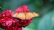 Imagen de una mariposa.