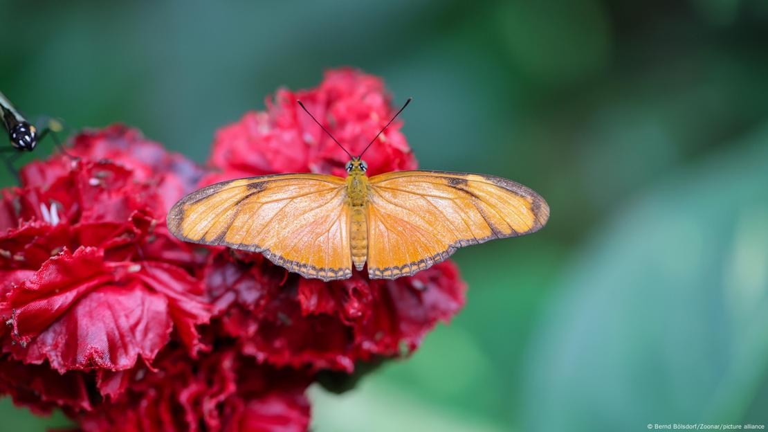 Imagen de una mariposa. Imagen de una mariposa.