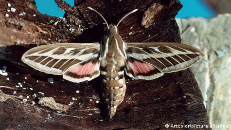 Así es la plaga de polillas gigantes que afecta a España – DW – 13/06/2025