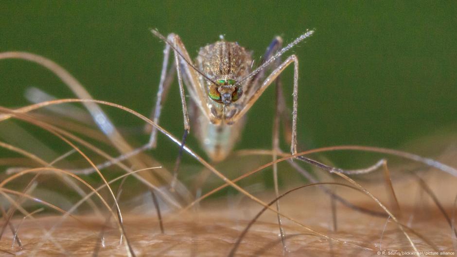 West-Nil-Virus-Wie-M-cken-tropische-Viren-heimisch-machen