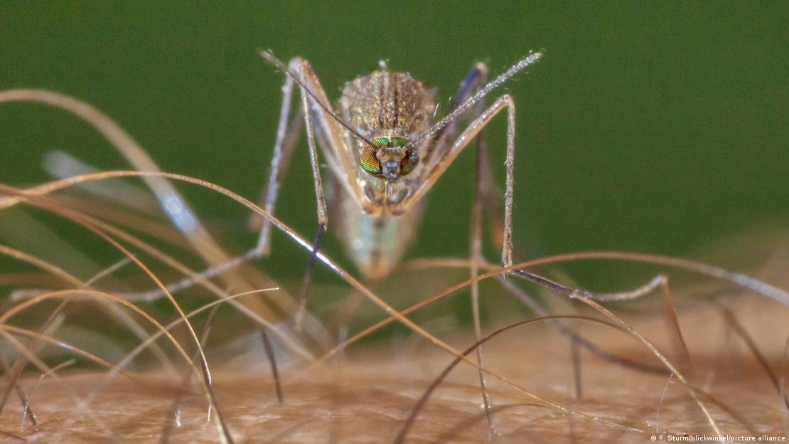 En yaygın sivrisinek türlerinden biri, 