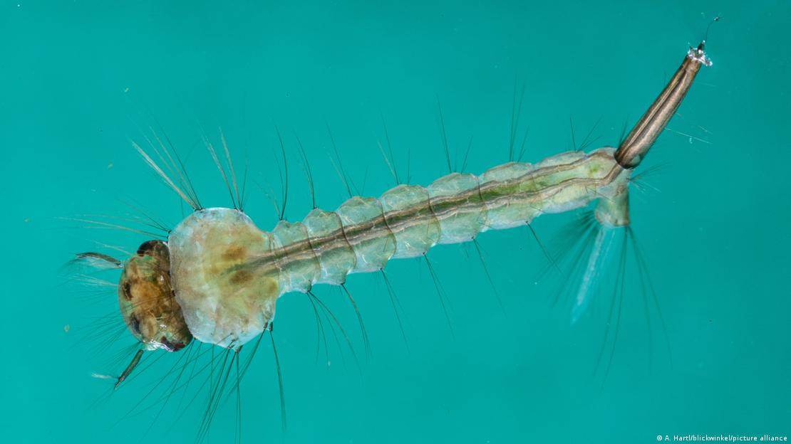 Larva de mosquito común. Larva de mosquito común.