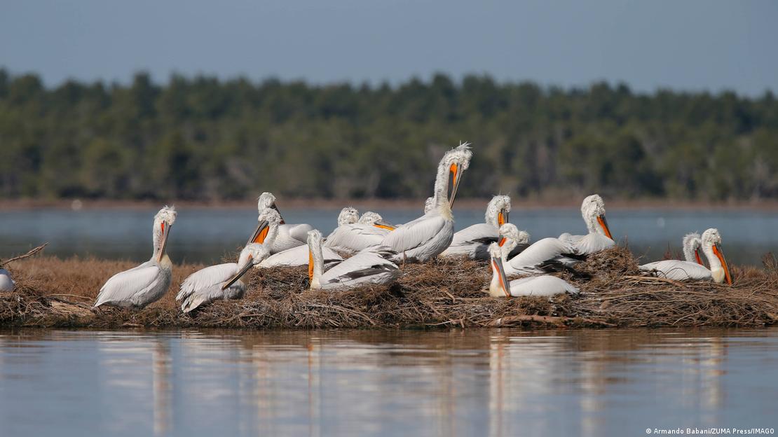 Далматински пеликани живеат во богатиот екосистем на Преспа Далматински пеликани живеат во богатиот екосистем на Преспа