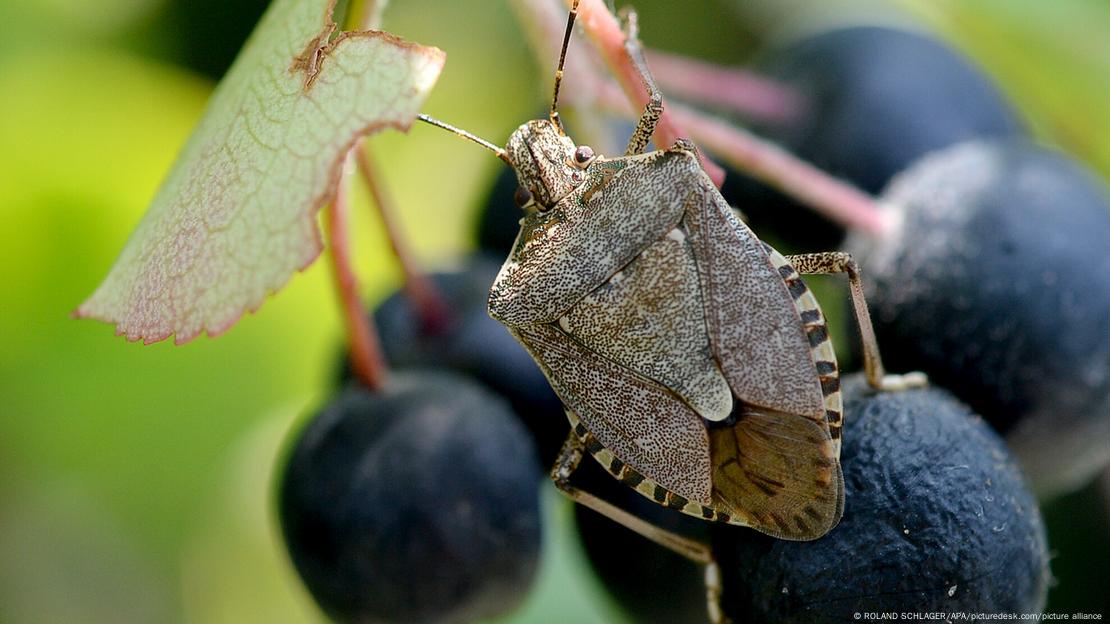 Percevejo asiático sobre um cacho de uvas