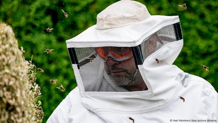 Insetos invasores ameaçam ecossistemas da Europa