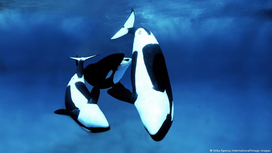 O2 Orcas France's last performing orcas