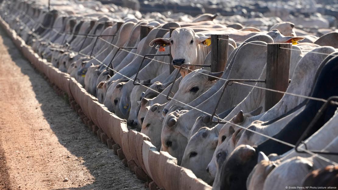 Vacas em fileiradas Vacas em fileiradas