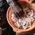 A man's hand reaches into a plastic colander full of medical tablets and pills.