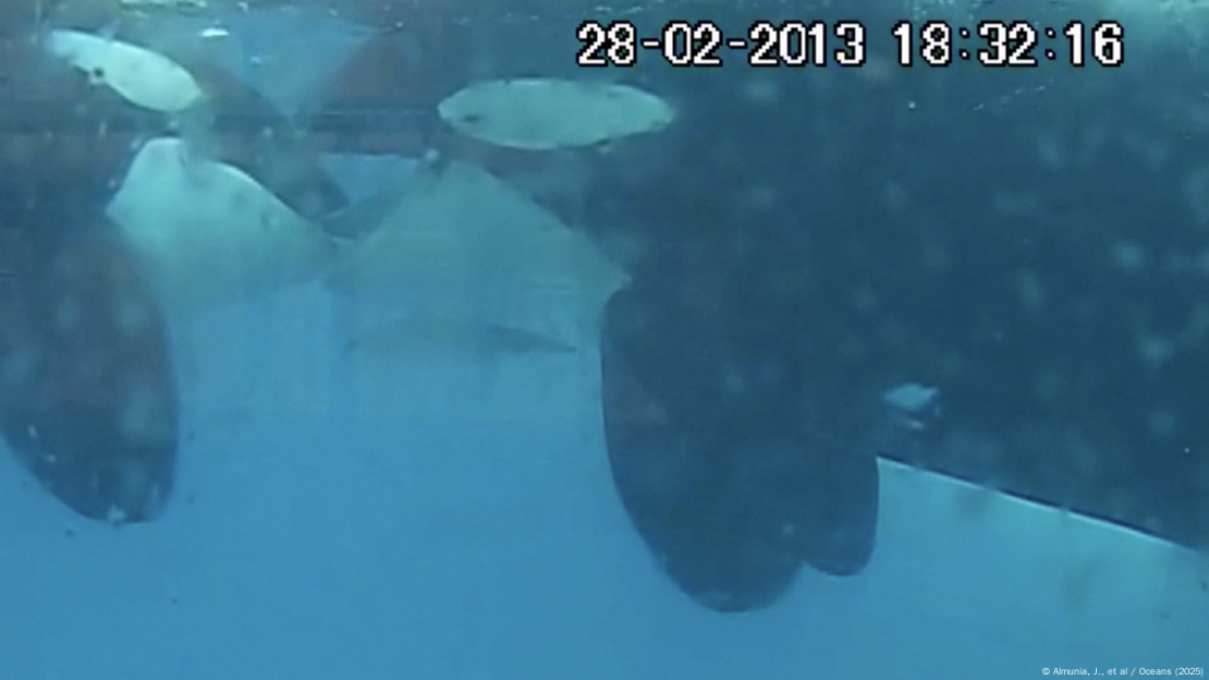 Las orcas en Loro Parque exhibieron este comportamiento de mordisqueo de lengua en 2013, proporcionando los primeros registros documentados de esta interacción social que ahora también se ha observado en ejemplares salvajes.