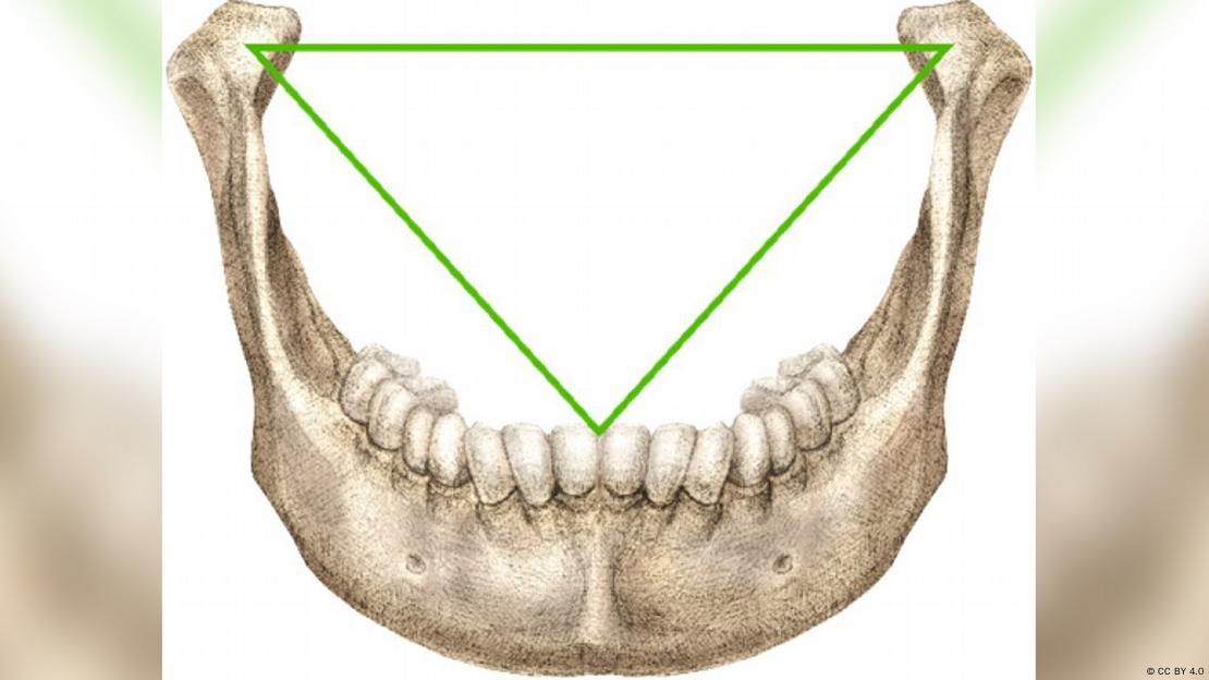 El triángulo equilátero de Bonwill, establecido en 1864, conecta las articulaciones mandibulares con los incisivos centrales inferiores, correspondiendo exactamente al triángulo que Leonardo mencionó explícitamente en su Hombre de Vitruvio. El triángulo equilátero de Bonwill, establecido en 1864, conecta las articulaciones mandibulares con los incisivos centrales inferiores, correspondiendo exactamente al triángulo que Leonardo mencionó explícitamente en su Hombre de Vitruvio.
