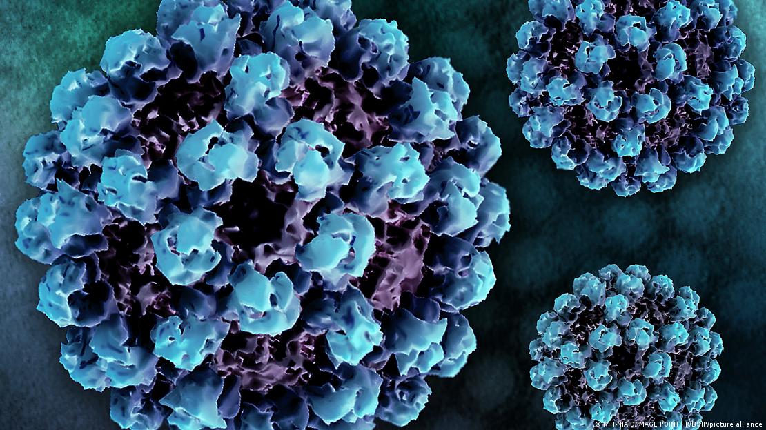 الیکٹران خوردبین کے تحت نورو وائرس کے ذرات کی 3D تصاویر