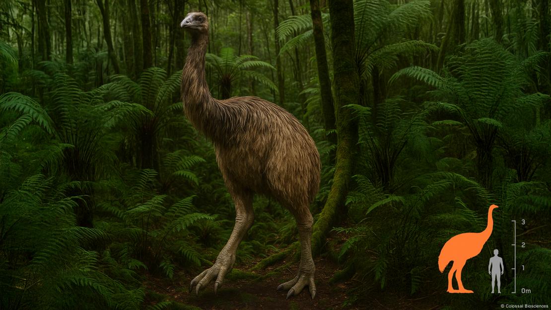 Reconstrucción artística del moa.