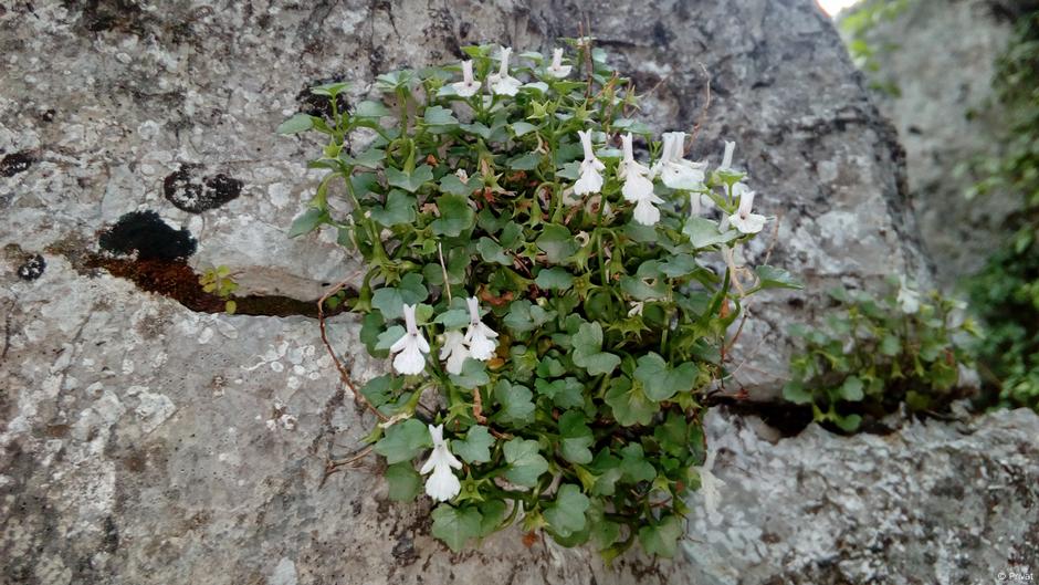 Petrolamium crnojevići