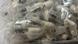 Deutschland | Flughafen Köln Bonn | Vogelspinnen hocken in durchsichtigen Plastikröhrchen (Ende Juni 2025) Deutschland | Flughafen Köln Bonn | Vogelspinnen hocken in durchsichtigen Plastikröhrchen (Ende Juni 2025)
