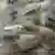 Deutschland | Flughafen Köln Bonn | Vogelspinnen hocken in durchsichtigen Plastikröhrchen (Ende Juni 2025)