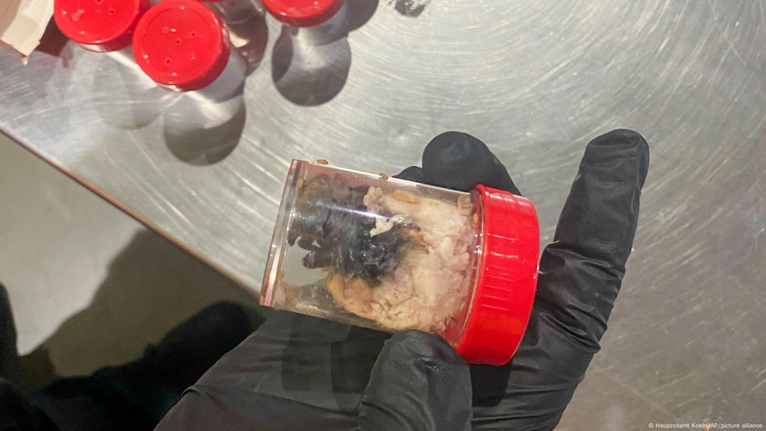 Expertos del zoológico de Colonia explicaron que es habitual empaquetar estrechamente a estos animales durante el transporte para evitar que sufran daños por el movimiento. 