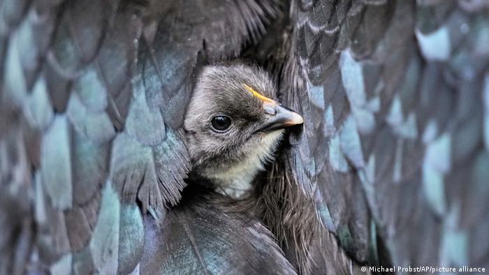 Disseminação da gripe aviária provoca abate de milhões de aves pelo mundo