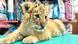 Liger-Baby im rumänischen Zoo Zaharesti geboren Liger-Baby im rumänischen Zoo Zaharesti geboren
