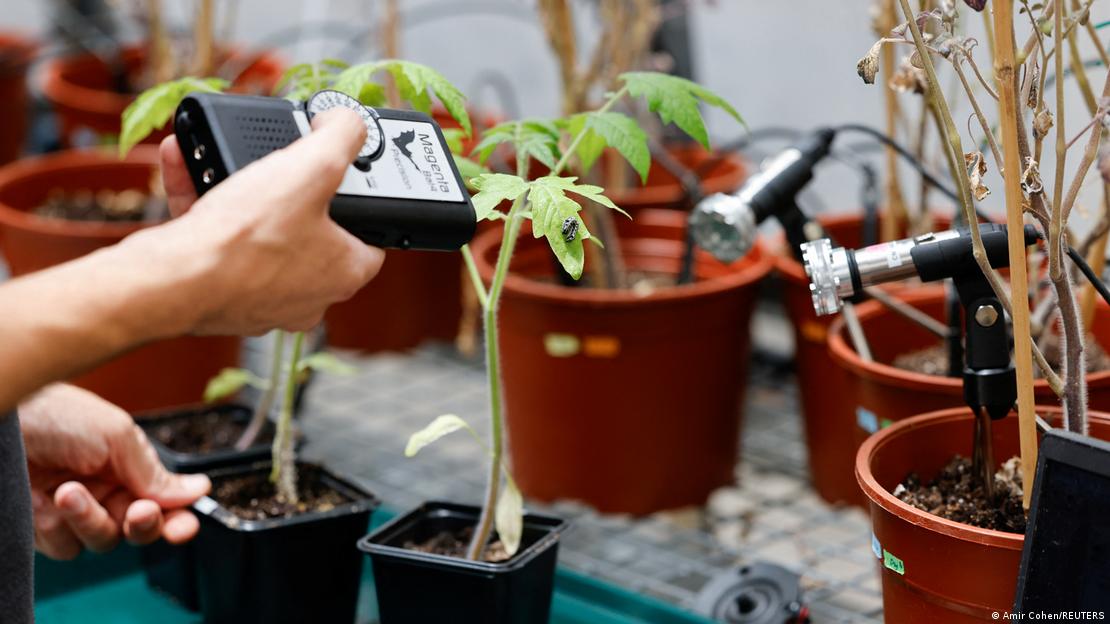 Medición de sonidos ultrasónicos emitidos por plantas.
