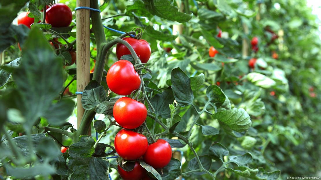 Planta con tomates rojos.