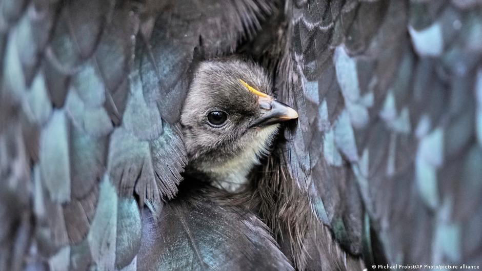 Vogelgrippe-Virus-Warum-Mutationen-zur-Gefahr-werden-k-nnen