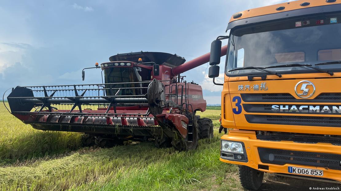 Una cosechadora de arroz roja cosecha en un campo de arroz.