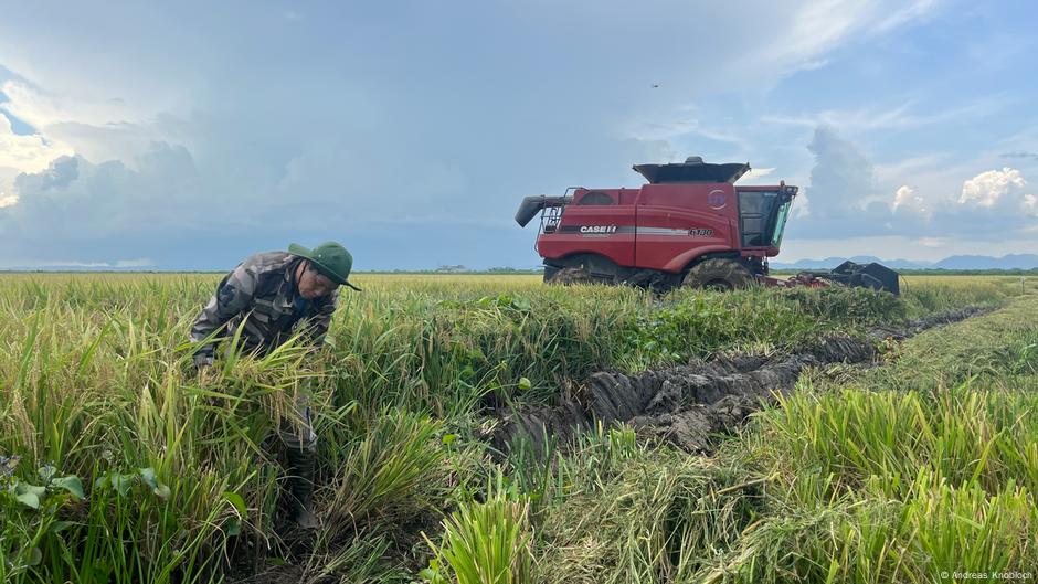 Krise-in-der-Landwirtschaft-Warum-Vietnam-auf-Kuba-Reis-anbauen-darf