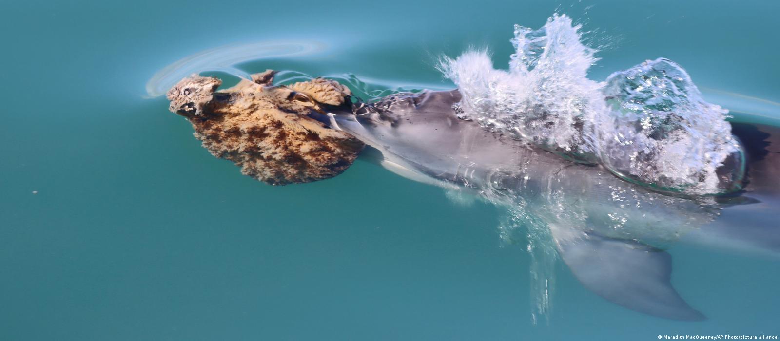 Entrenamiento en mar abierto | Dolphin Academy Curaçao, image size:1600x700