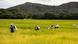 Mujeres en la siembra de arroz en Tolima. Mujeres en la siembra de arroz en Tolima.