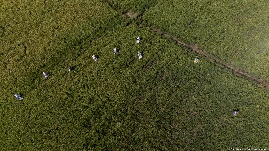 Mujeres en la siembra de arroz en Tolima.