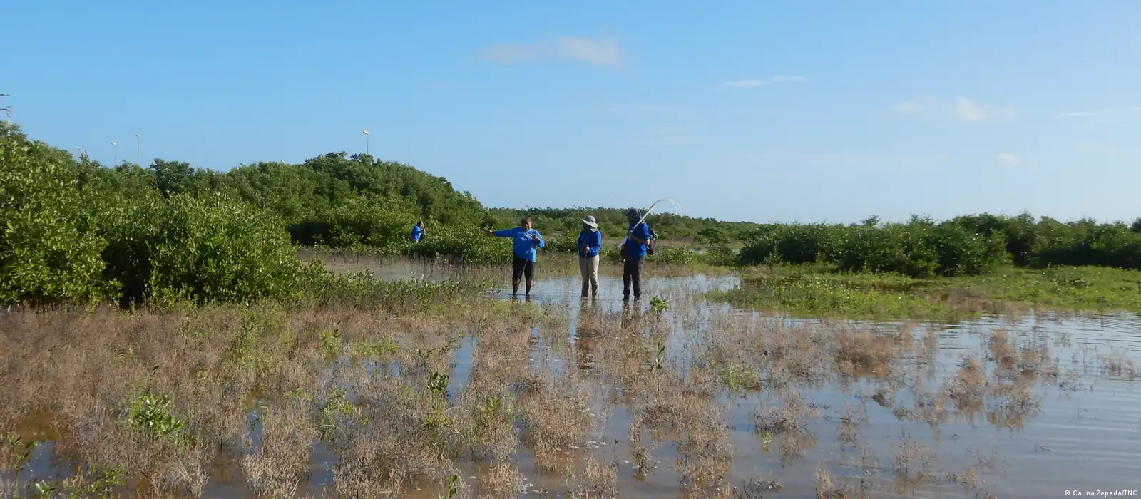 Mujeres mexicanas restauran hectáreas de manglares – DW – 26/07/2025